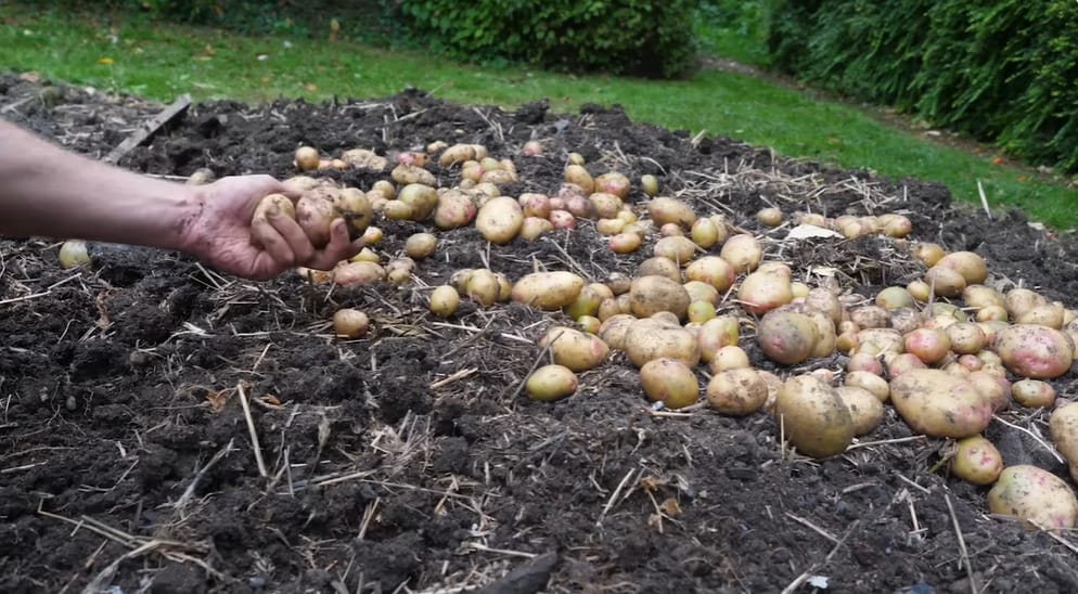 Should Potatoes Be Planted in Loose Mud
