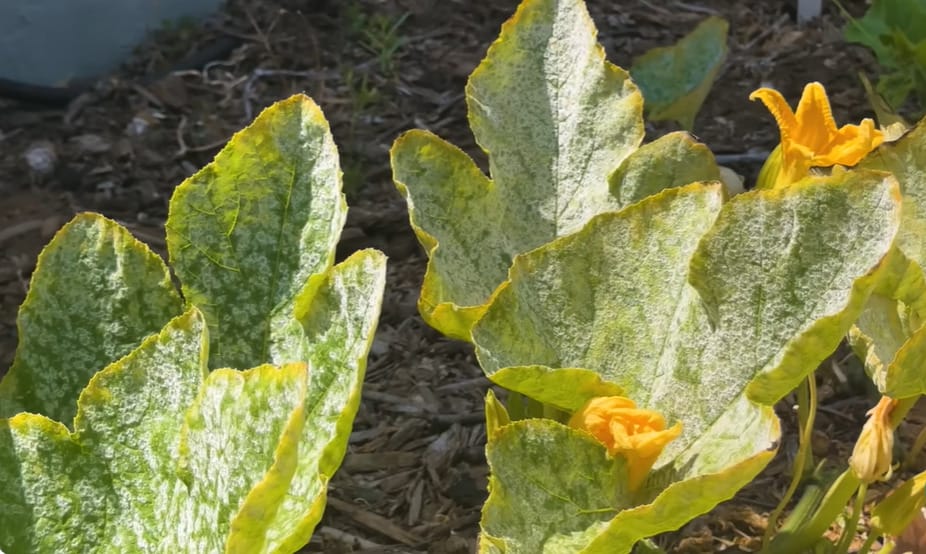 What Causes Powdery Mildew on Plants