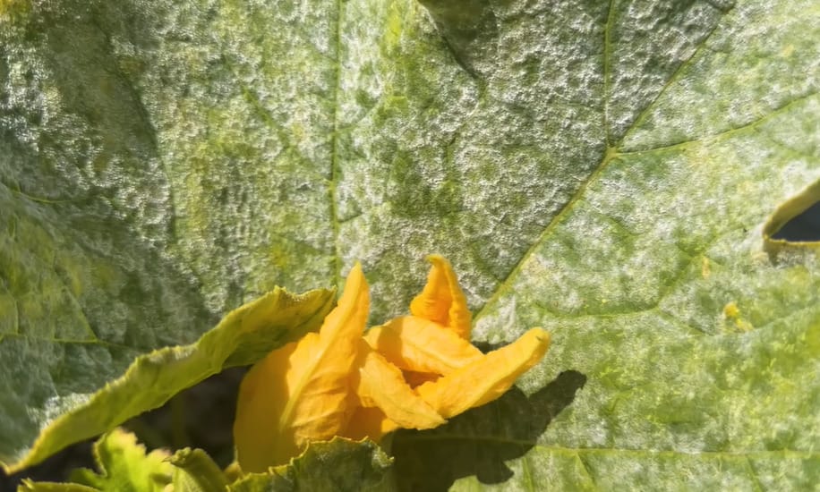 What Causes Powdery Mildew on Plants