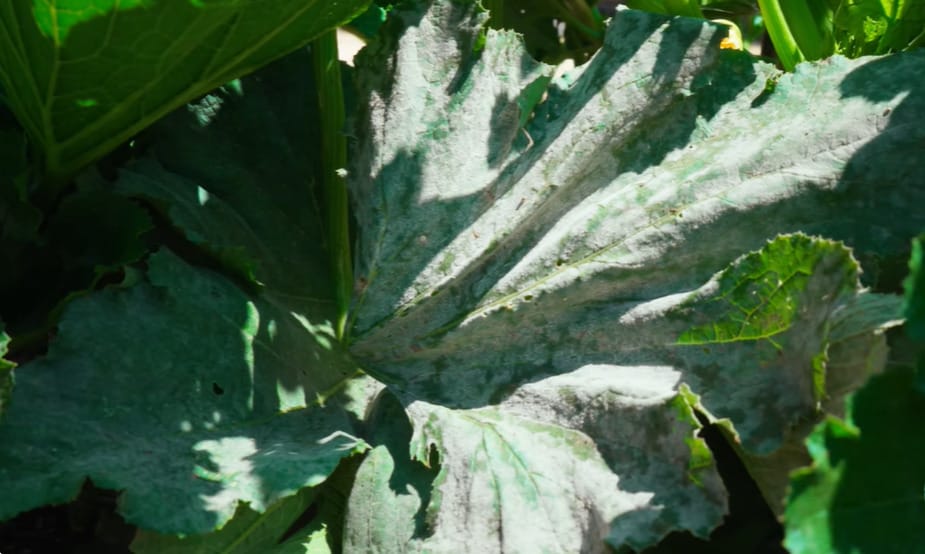 What Causes Powdery Mildew on Plants