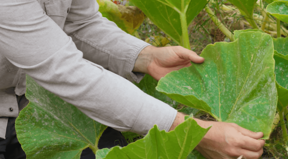 What Causes Powdery Mildew on Plants