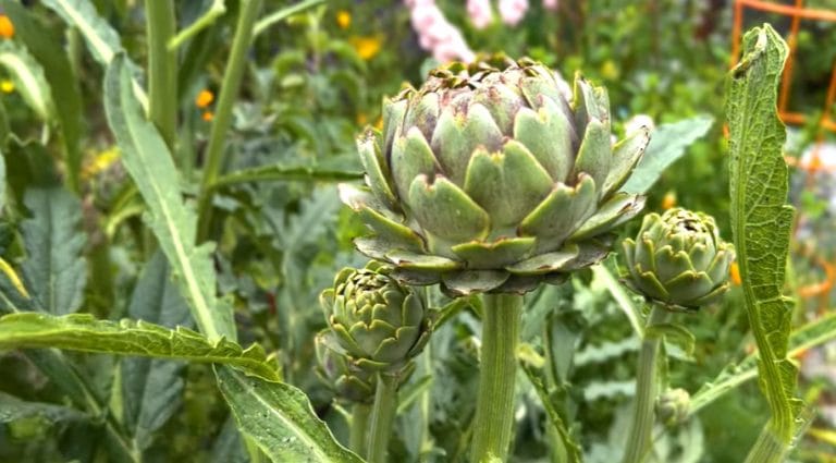 When are Artichokes in Season: Planting, and Harvest Info