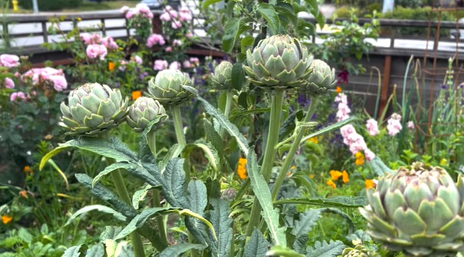 Guide image explaining When are Artichokes in Season with mature artichoke buds ready to pick.