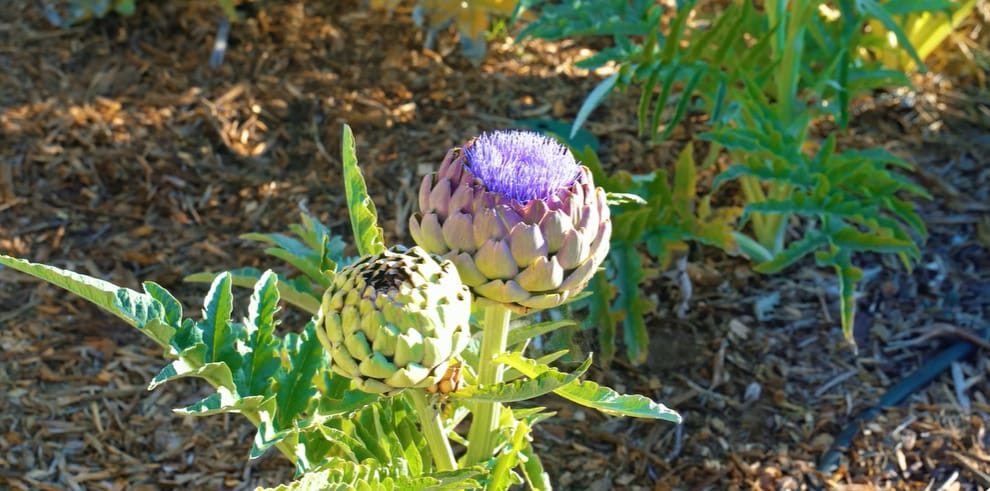 When are Artichokes in Season: Close-up of artichokes on the plant showing harvest readiness.