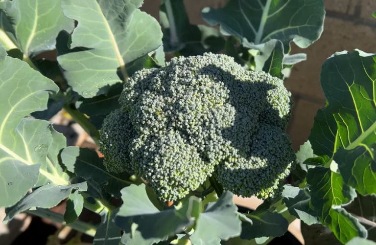 When is Broccoli in Season: Best Time to Grow