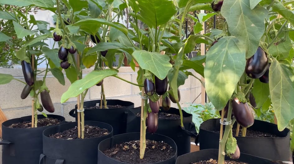 When is Eggplant in Season