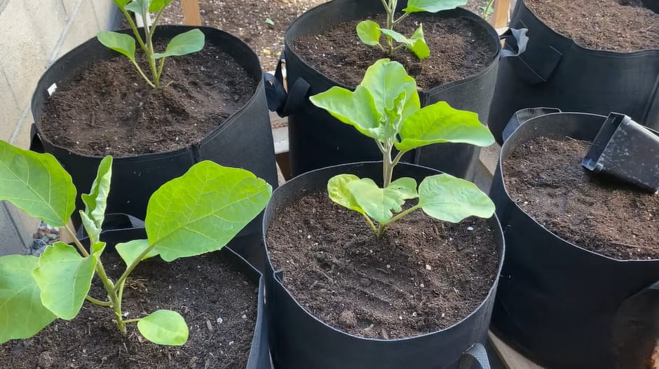 When is Eggplant in Season