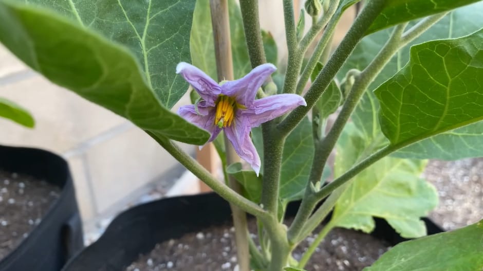 When is Eggplant in Season