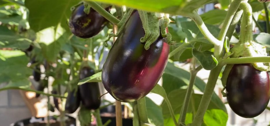 When is Eggplant in Season