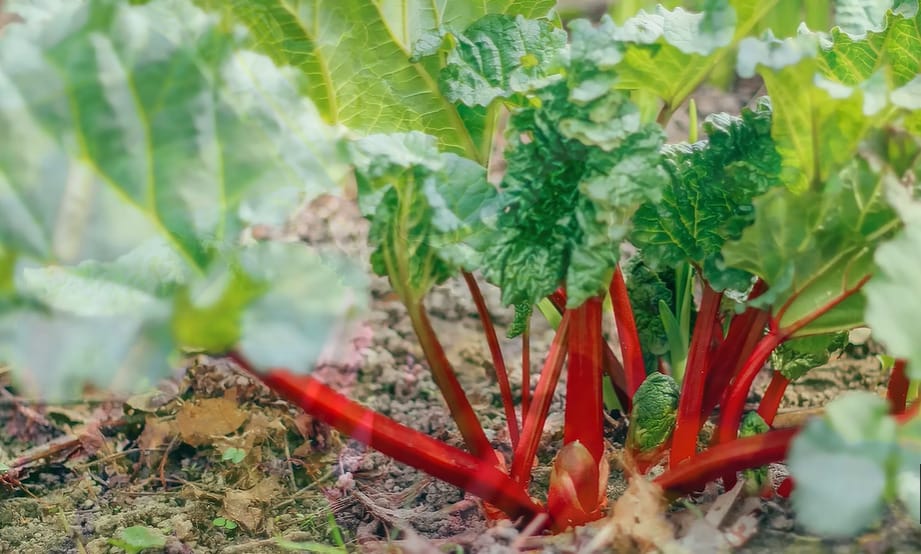 When is Rhubarb in Season