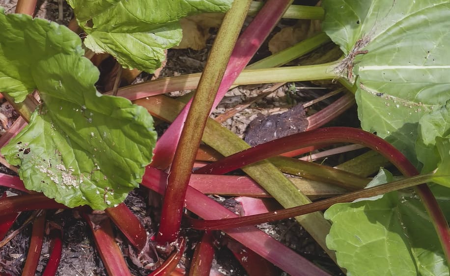 When is Rhubarb in Season