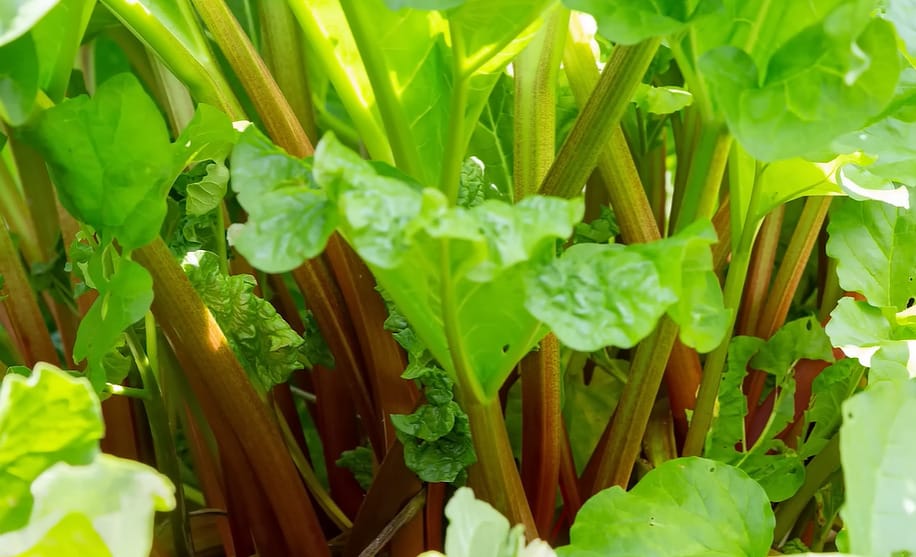 When is Rhubarb in Season