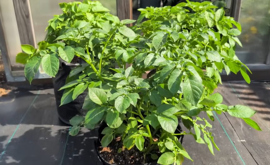 When to Fertilize Potatoes in the Bag