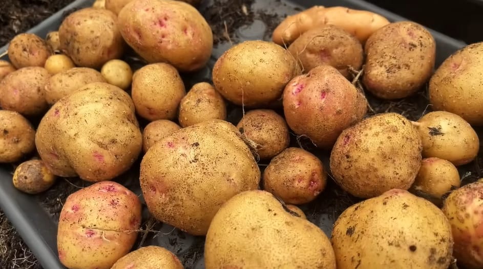 When to Fertilize Potatoes in the Bag