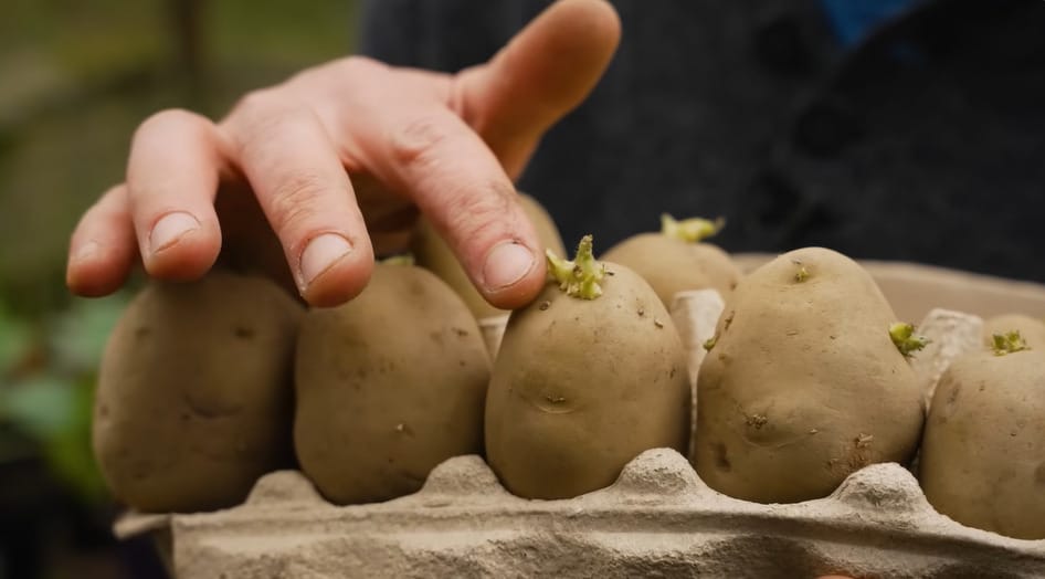 When to Fertilize Potatoes in the Bag