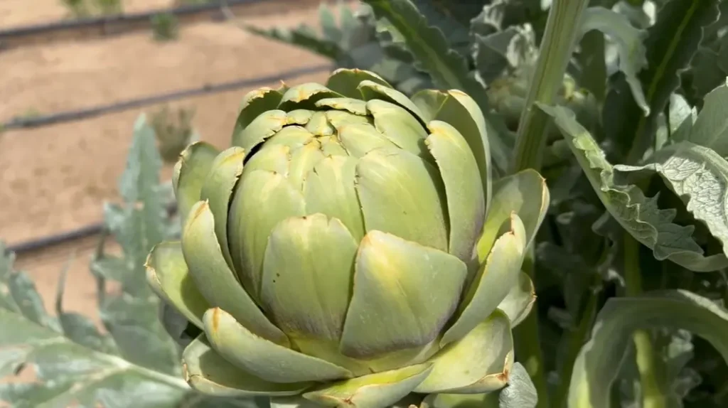 When to Harvest Artichokes