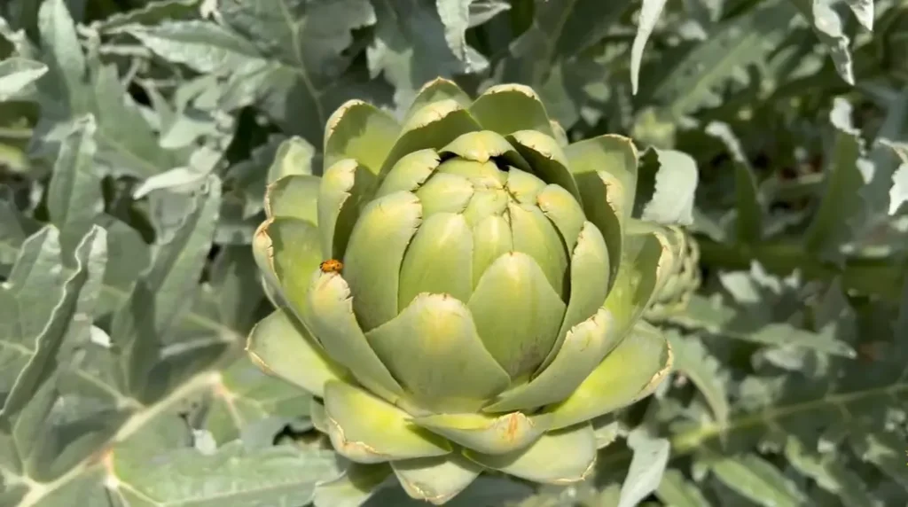 When to Harvest Artichokes