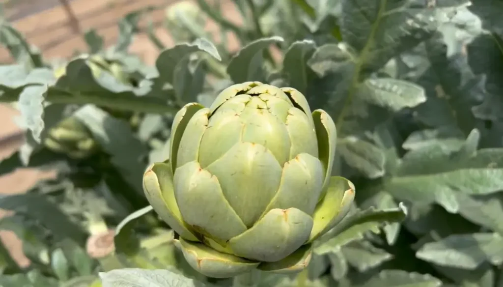When to Harvest Artichokes