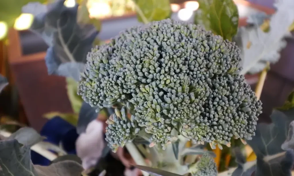 When to Harvest Broccoli