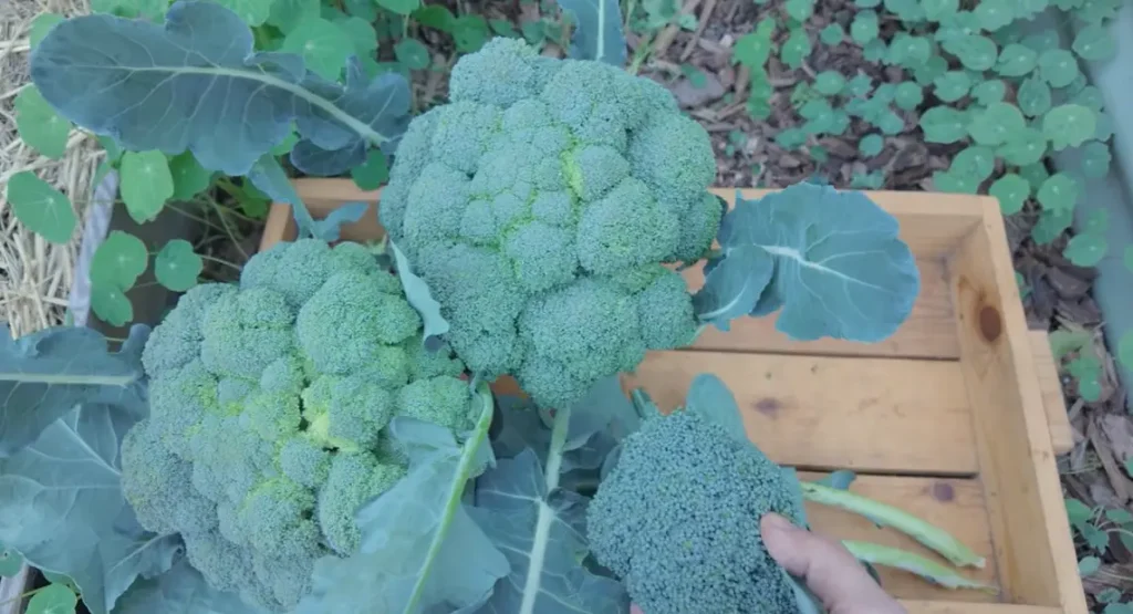 When to Harvest Broccoli