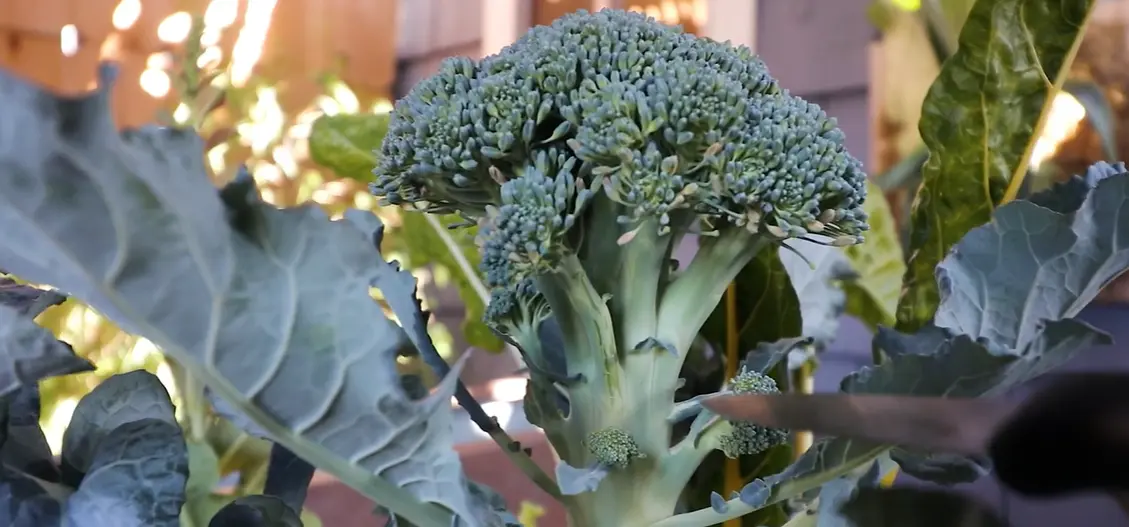 When to Harvest Broccoli
