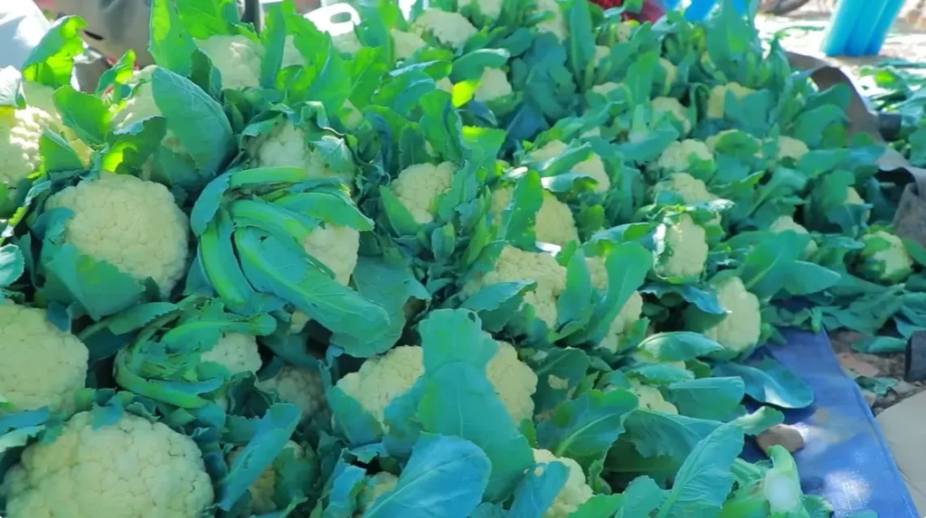 When to Harvest Cauliflower