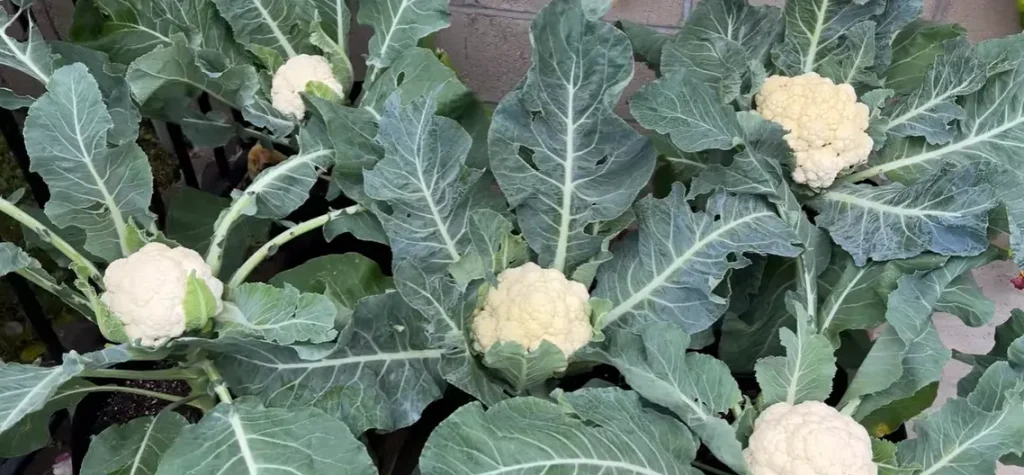 When to Harvest Cauliflower