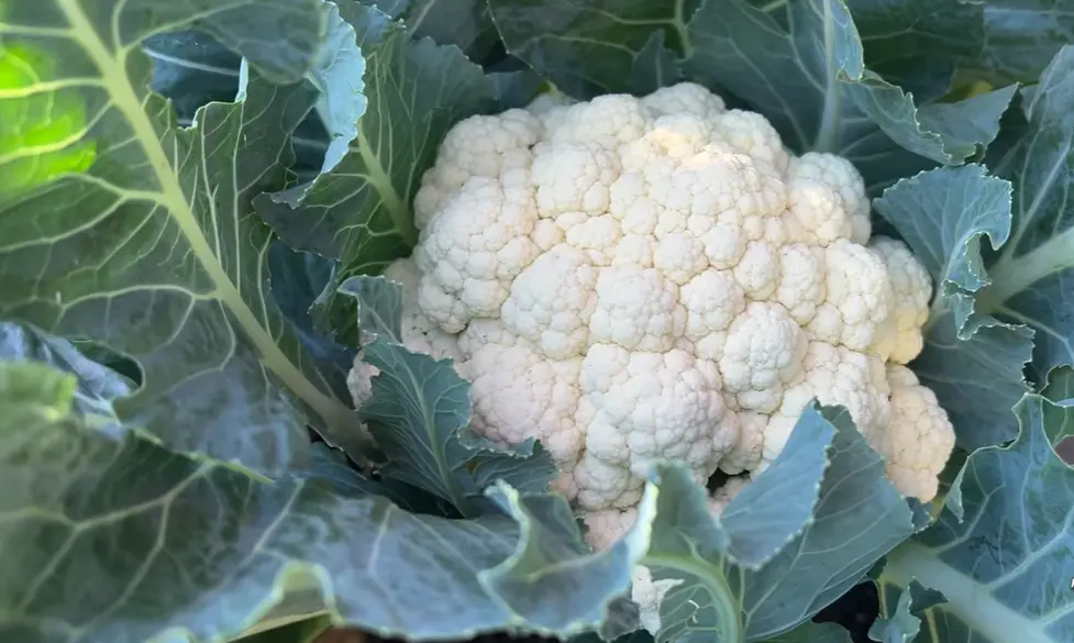 When to Harvest Cauliflower