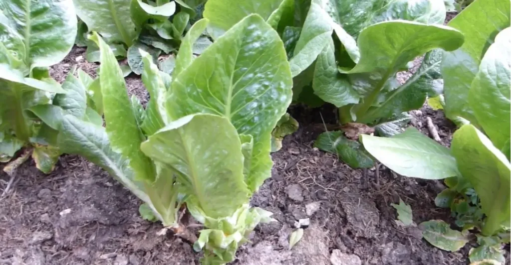 When to Harvest Lettuce