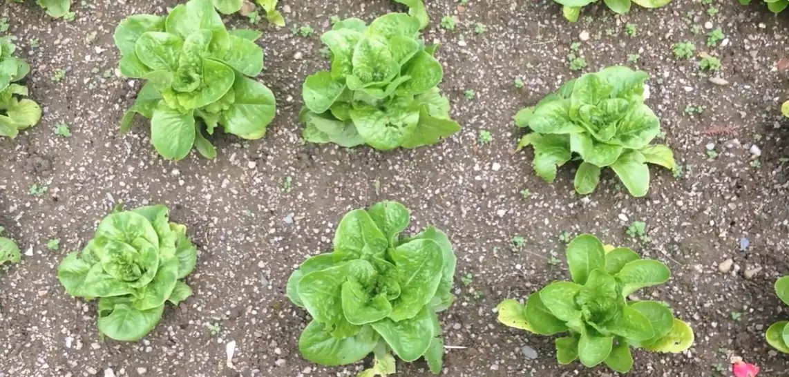 When to Harvest Lettuce