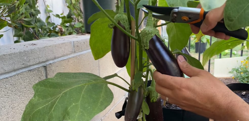 When to Pick Eggplant: Glossy, firm eggplant ready for harvest on the plant.