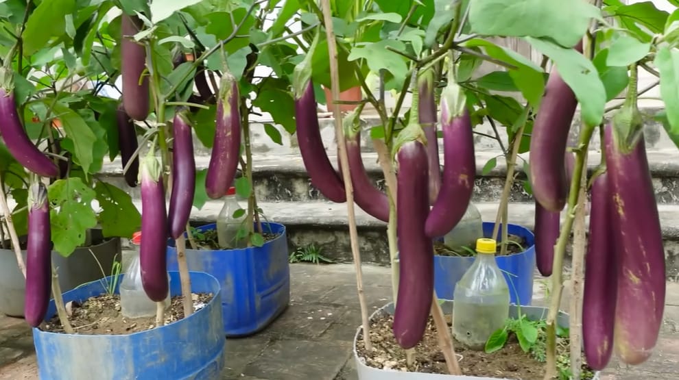 When to Pick Japanese Eggplant