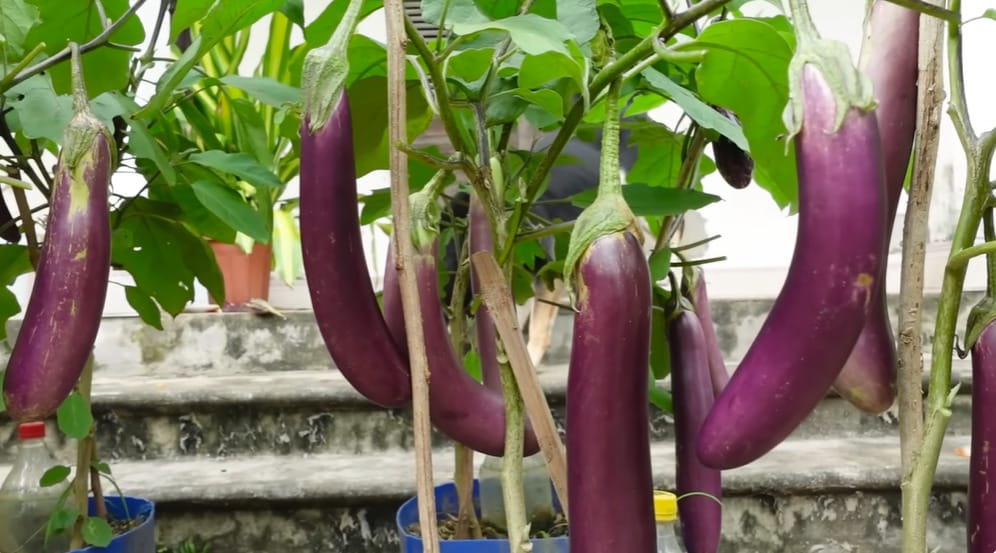 When to Pick Japanese Eggplant