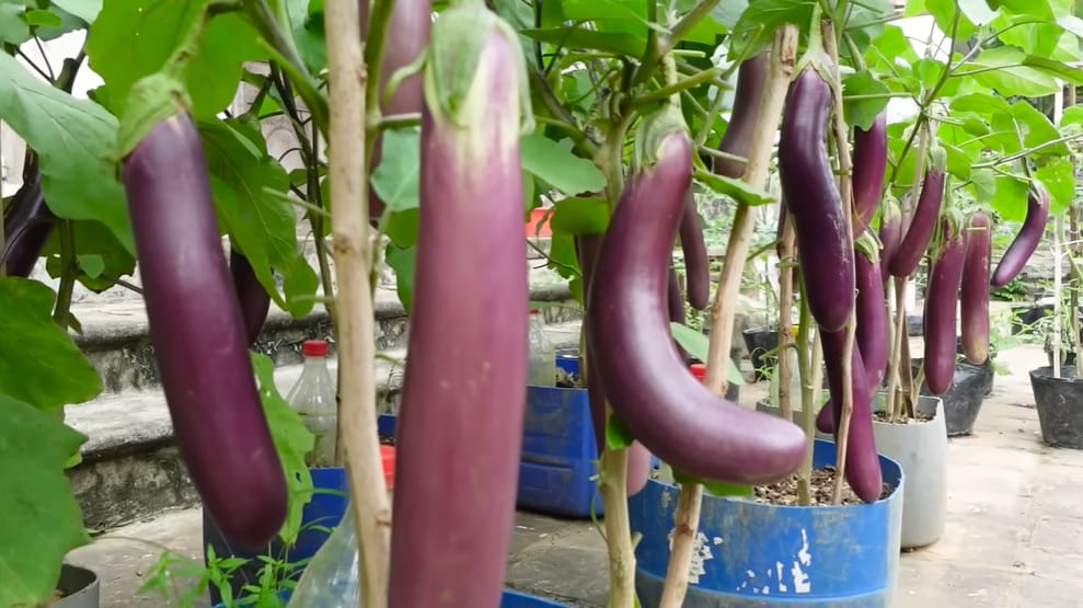 When to Pick Japanese Eggplant