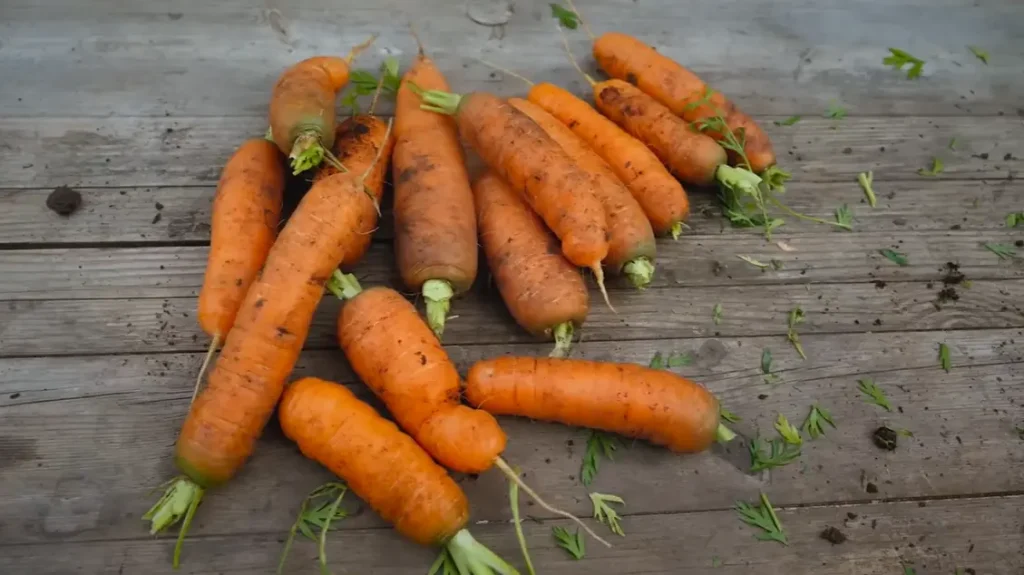When to Plant Carrots