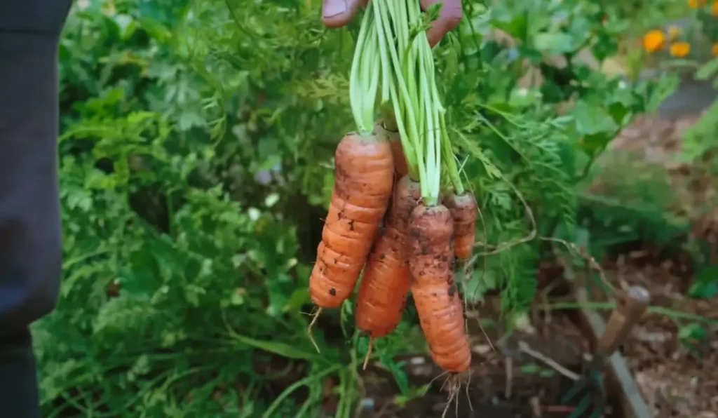 When to Plant Carrots