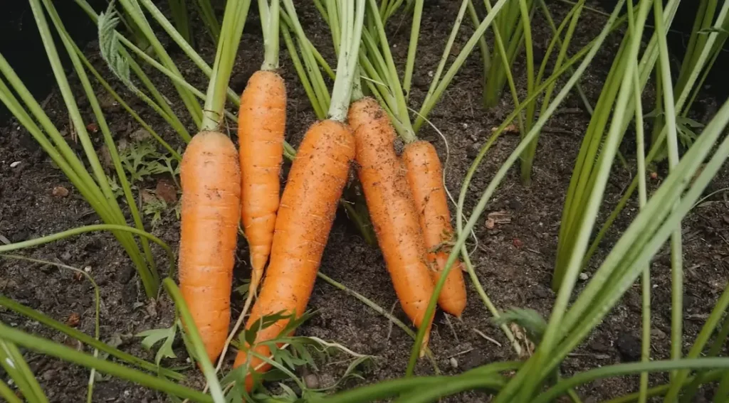 When to Plant Carrots