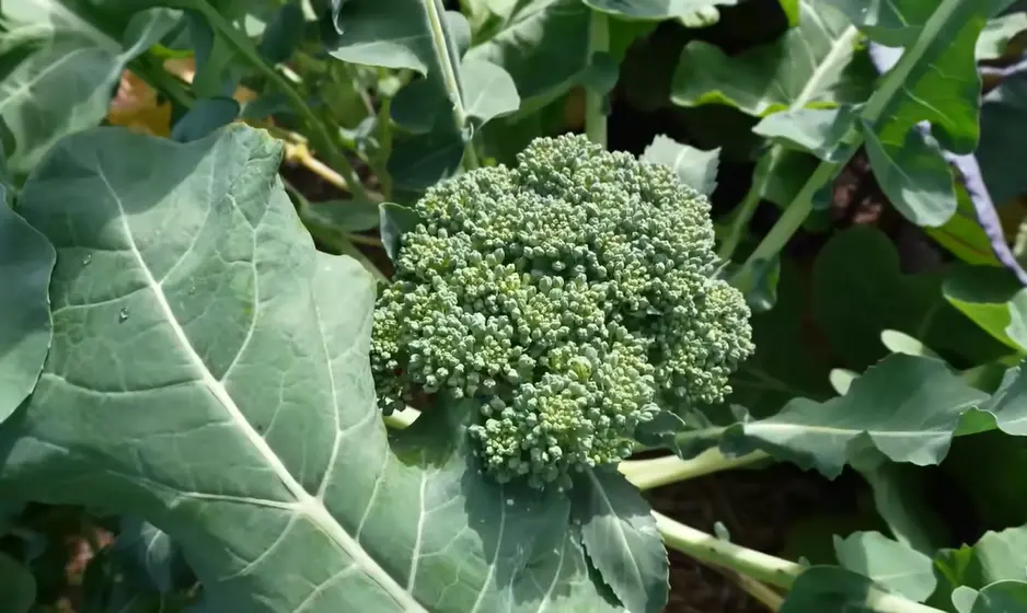 When to Start Broccoli Seeds Indoors