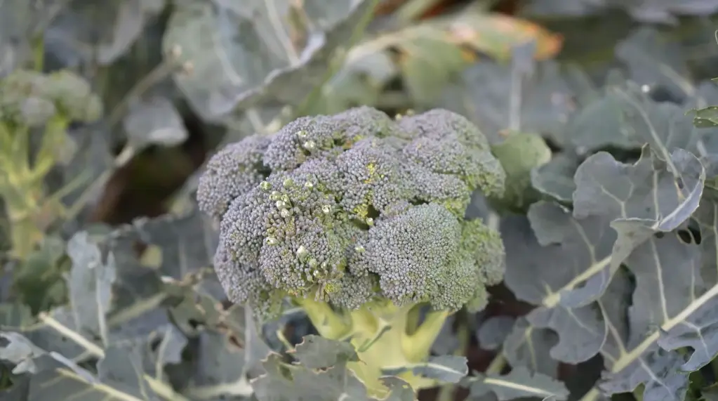 When to Start Broccoli Seeds Indoors