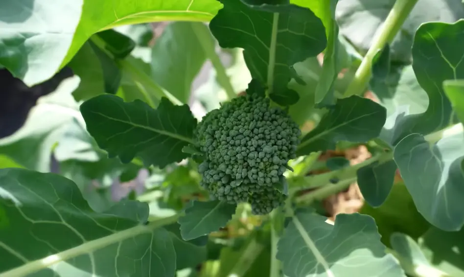 When to Start Broccoli Seeds Indoors