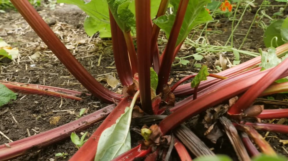 Why is my rhubarb more green than red