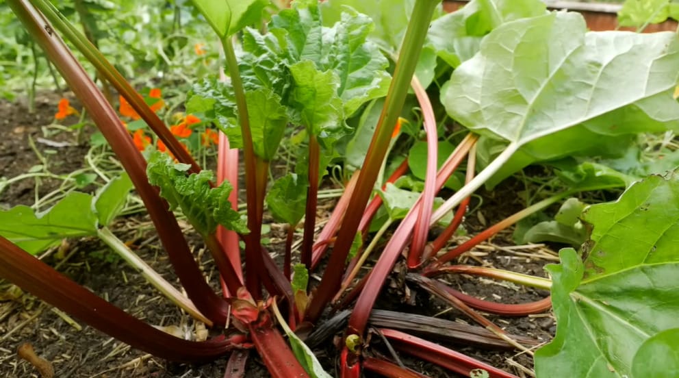 Why is my rhubarb more green than red