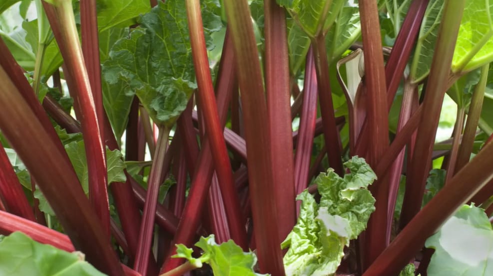Why is my rhubarb more green than red