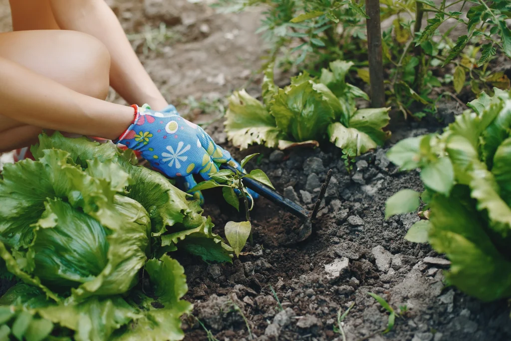 Complete Gardening Guide for Beginners