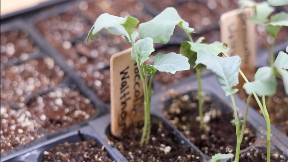 When to Start Broccoli Seeds Indoors