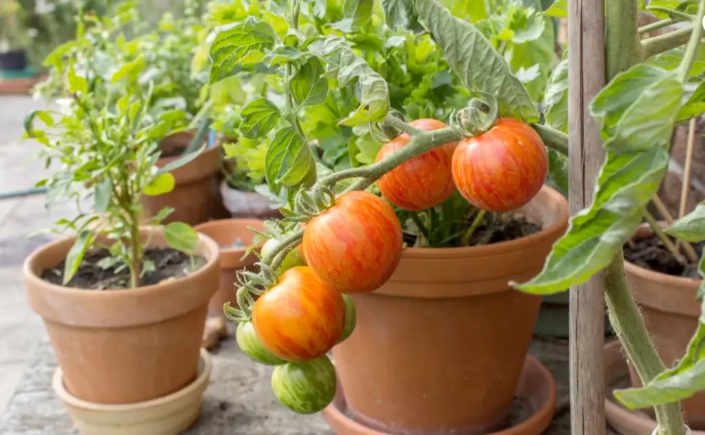 Advice for Growing Tomatoes