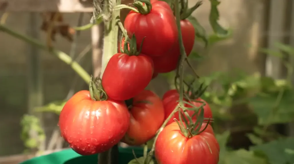 Advice for Growing Tomatoes