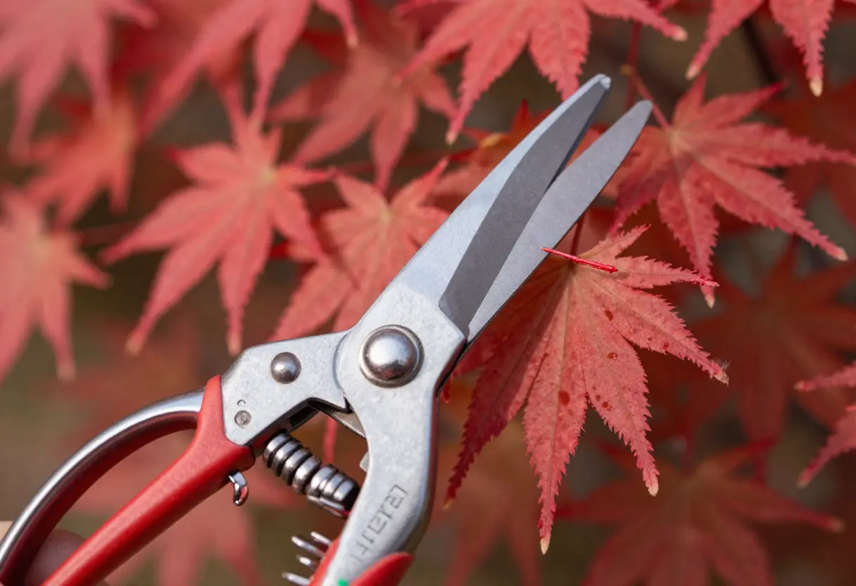 Best Pruning Shears for Japanese Maple