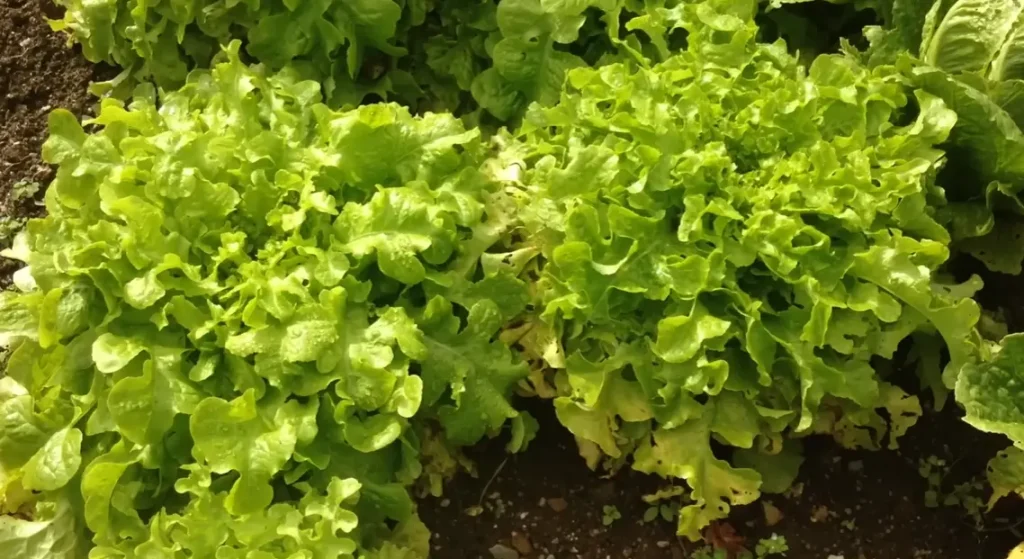 Best Time to Plant Lettuce