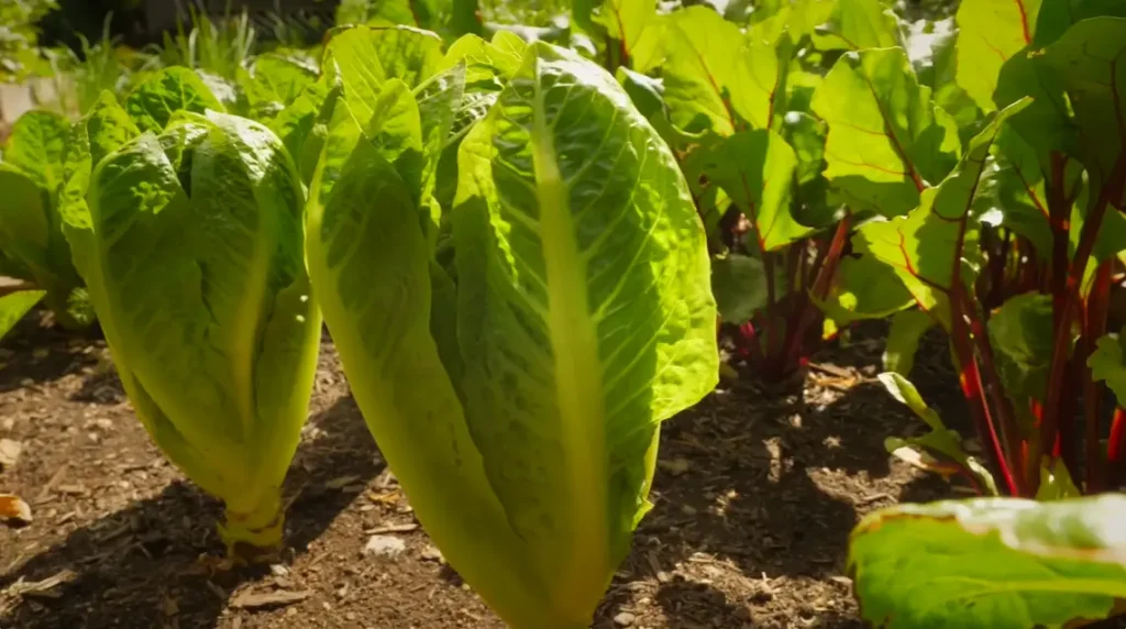 Best Time to Plant Lettuce